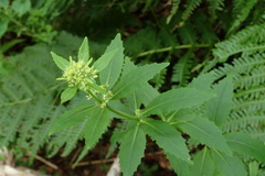 Hylotelephium verticillatum