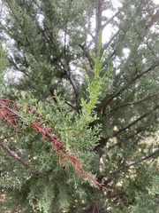 Cupressus abramsiana