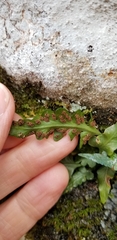 Asplenium pinnatifidum