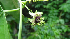 Passiflora coriacea