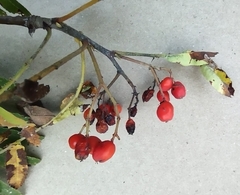Sorbus americana