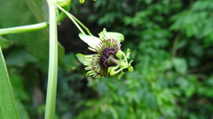 Passiflora coriacea