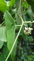 Passiflora coriacea