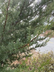 Cupressus abramsiana
