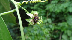 Passiflora coriacea