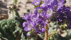 Phacelia crenulata ambigua