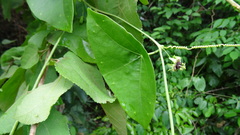 Passiflora coriacea