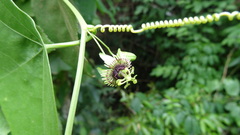 Passiflora coriacea