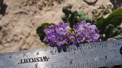 Phacelia crenulata ambigua