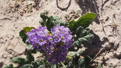 Phacelia crenulata ambigua