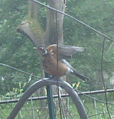 Turdus migratorius