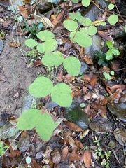 Symphoricarpos mollis