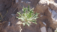 Langloisia setosissima setosissima