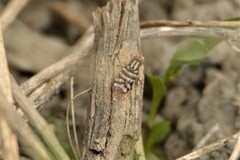 Pterotaenia fasciata