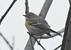 Setophaga coronata coronata × auduboni