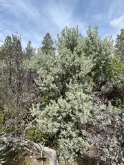 Arctostaphylos silvicola