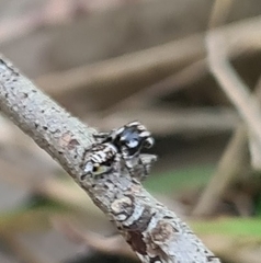 Maratus plumosus
