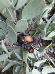 Arctostaphylos silvicola