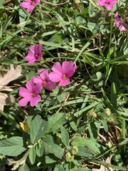 Oxalis hispidula