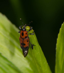 Rhodobaenus quinquepunctatus