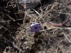 Phacelia