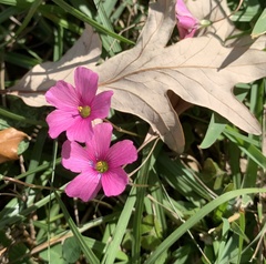 Oxalis hispidula