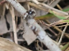 Maratus plumosus