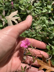 Oxalis hispidula