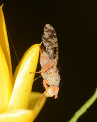 Austrotephritis poenia