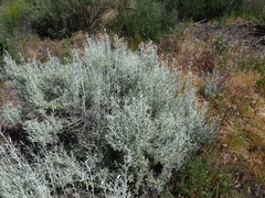 Tetradymia comosa