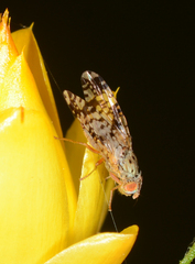 Austrotephritis poenia