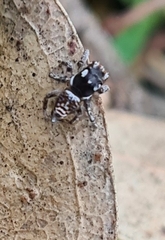 Maratus plumosus