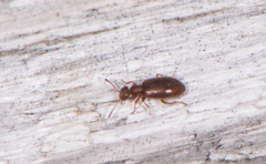 Anthicidae