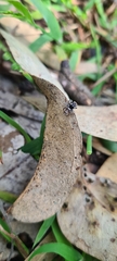 Maratus plumosus
