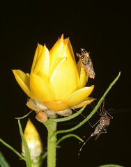 Austrotephritis poenia