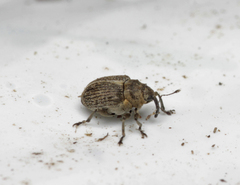 Ceutorhynchus typhae