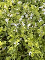 Scaevola albida