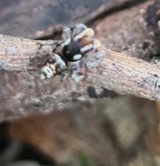 Maratus plumosus