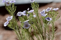 Nierembergia linariifolia