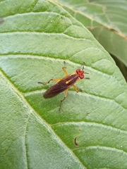 Sciomyzoidea