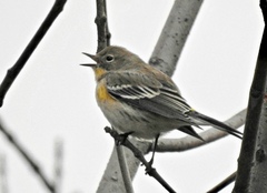 Setophaga coronata coronata × auduboni