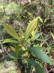 Tristaniopsis laurina