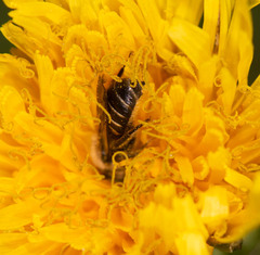 Forficula auricularia