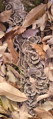 Trametes versicolor