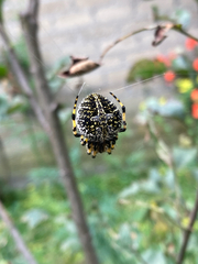 Neoscona orizabensis