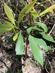 Tristaniopsis laurina
