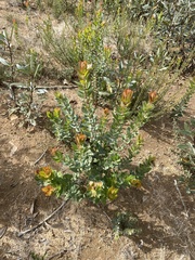 Arctostaphylos andersonii