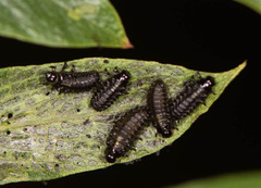 Plagiodera versicolora