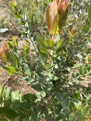Arctostaphylos andersonii