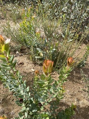 Arctostaphylos andersonii
